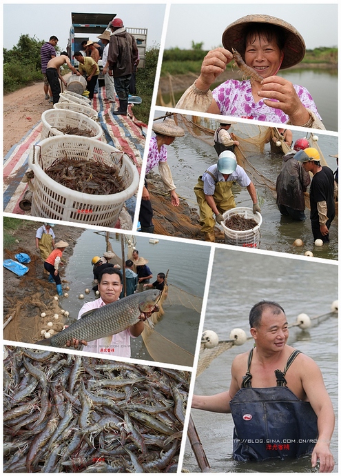 【實拍】廣州南沙生態養蝦喜獲豐收