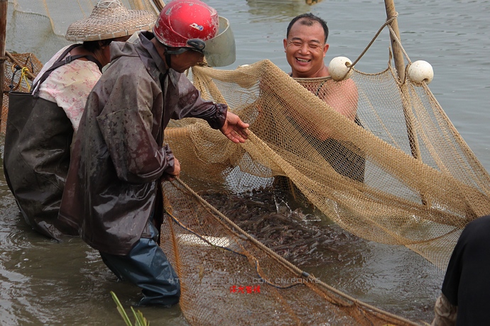 【實拍】廣州南沙生態養蝦喜獲豐收