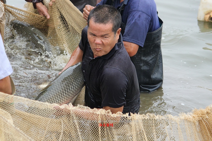 【實拍】廣州南沙生態養蝦喜獲豐收