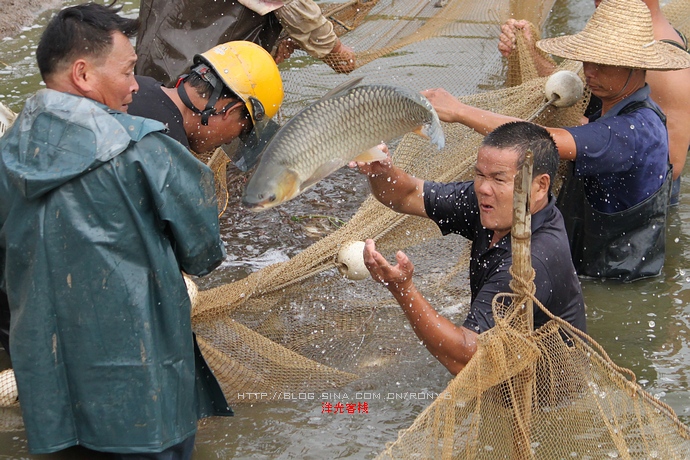 【實拍】廣州南沙生態養蝦喜獲豐收