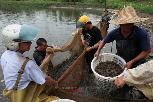 【實拍】廣州南沙生態養蝦喜獲豐收