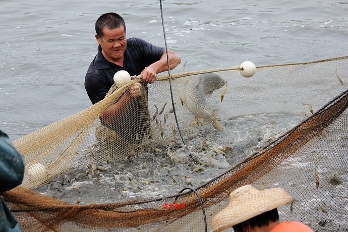 【實拍】廣州南沙生態養蝦喜獲豐收