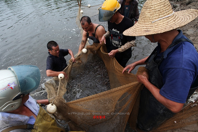 【實拍】廣州南沙生態養蝦喜獲豐收