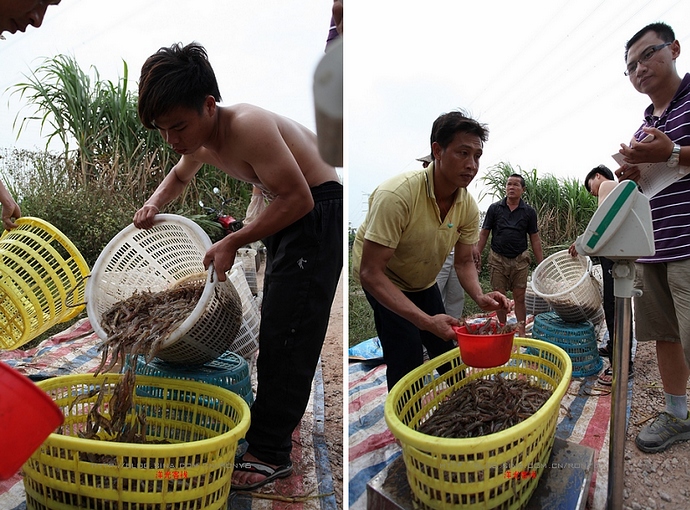 【實拍】廣州南沙生態養蝦喜獲豐收