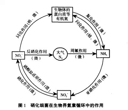 益生菌在水產養殖中的應用-硝化細菌.jpg