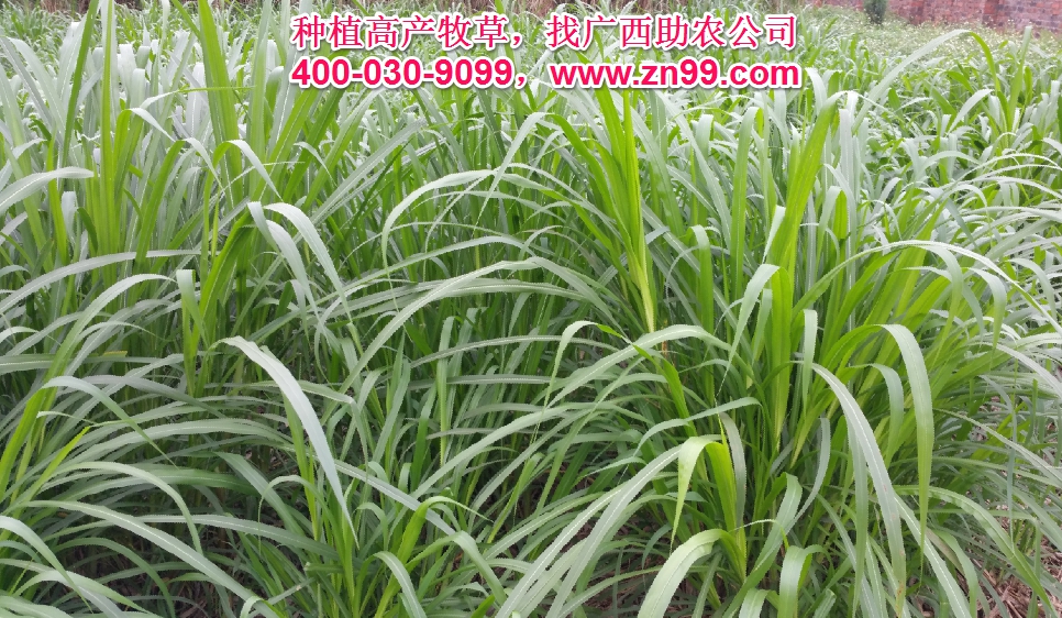 廣西助農2023年優質高產牧草品種報價一覽表，種植高產牧草，有效降低養殖成本，提高肉質提高效益！