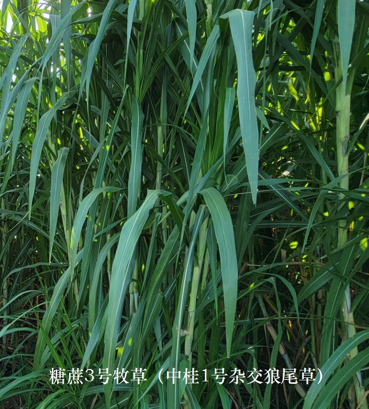 糖蔗3號牧草（中桂1號雜交狼尾草），禾本科多年生高產、高碳水化合物（高糖）新品種