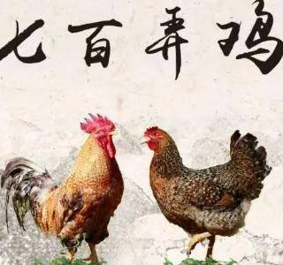 七百弄雞——一吃難忘的優(yōu)質(zhì)肉雞品種，廣西壯族自治區(qū)河池市大化縣特產(chǎn)，全國(guó)農(nóng)產(chǎn)品地理標(biāo)志