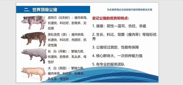 史記豬精，以“精”降本、以“種”增效--提高養殖者的經濟效益！