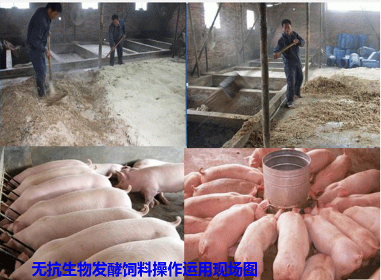 生物發(fā)酵飼料3.png