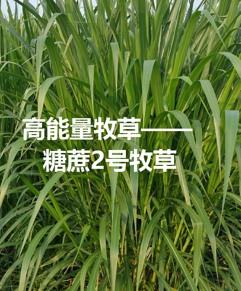 糖蔗2號牧草.png