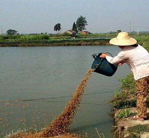 菌糠喂魚現(xiàn)場.jpg