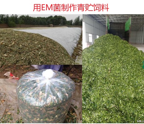 用EM菌制作青貯飼料.jpg