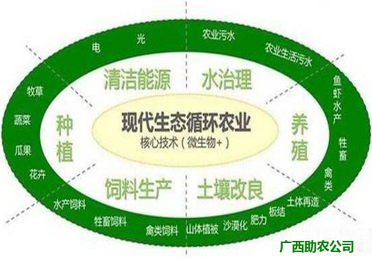 微生物+生態(tài)循環(huán)農(nóng)業(yè)2.png