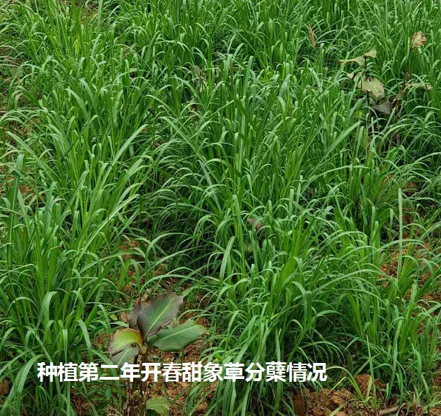 種植第二年開春甜象草分蘗情況.jpg