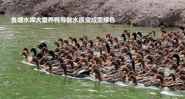 魚塘水庫大量養鴨導致水質變成墨綠色.jpg