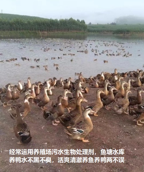 經常運用養殖場污水生物處理劑，魚塘水庫養鴨水體不黑不臭1.jpg