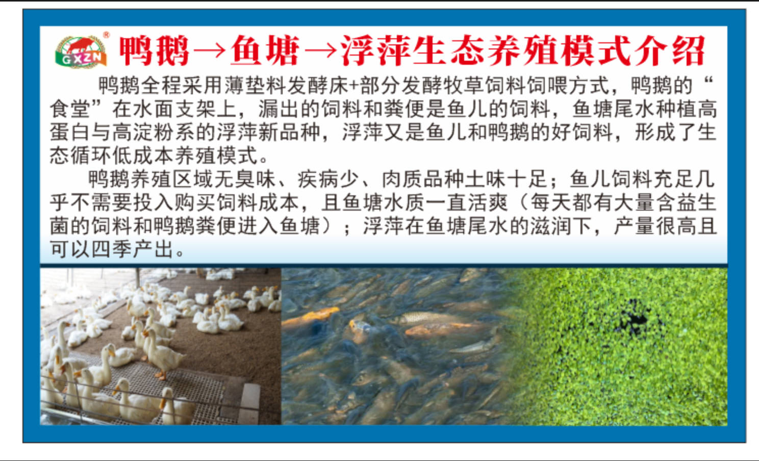 鴨鵝-魚塘-浮萍模式.jpg