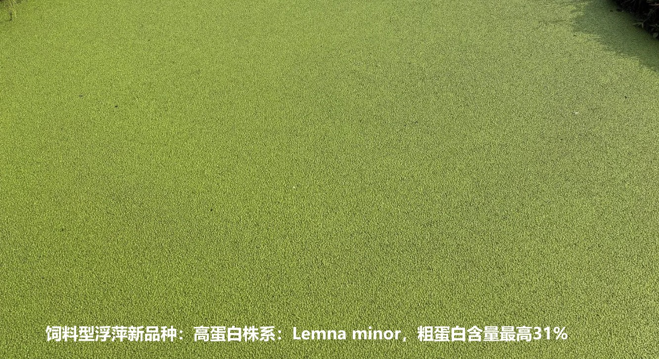 飼料型浮萍新品種：高蛋白株系：Lemna minor，國際編號7868，粗蛋白含量最高31%.jpg