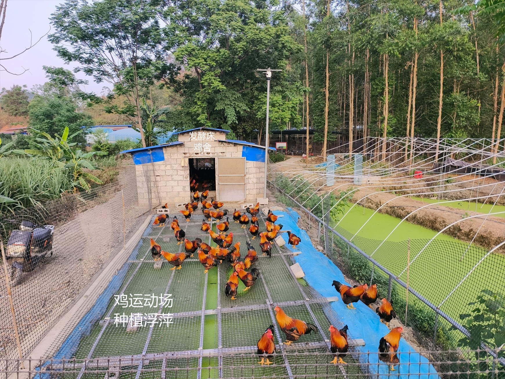 一種在雞運動場耦合浮萍培養與節糧型低成本養殖的生態循環方法12.jpg